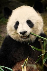 Fototapeta na wymiar panda