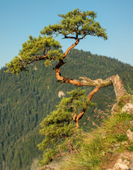 Fototapeta Pine at the top of Sokolica obraz