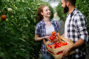 Obraz premium Young couple of farmers working in greenhouse