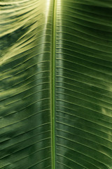 Tropical leaf close up, nature organic texture, green background