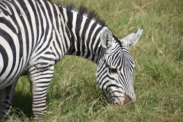 Fototapeta na wymiar Zebra Grazing, Medium Close-up, Amboseli, Kenya