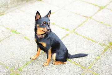 A little black dog is sitting on the pavement. A black dog with red spots in a collar is waiting for the owner.