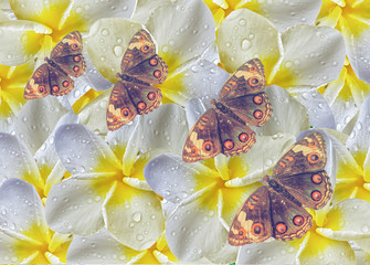 white plumeria flower with dew drops and brown butterfly
