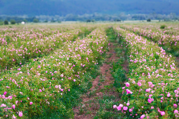 Rose Damascena fields in Bulgarian rose valley near Kazanlak. 