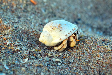 Hermit crab on the seashore. decapod crab with a house crawling on a sandy shore