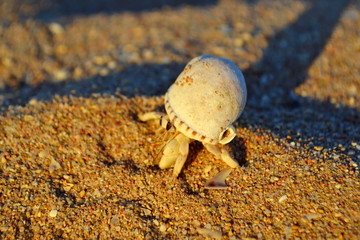 Hermit crab on the seashore. decapod crab with a house crawling on a sandy shore