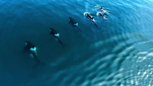 Group of Killer whales Orcinus orca traveling in blue ocean water, wildlife aerial shot, natural background
