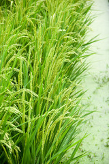Oyama, Japan, 08/19/2019 , Details of a rice field and rice plants in Japan, almost ready for harvest.