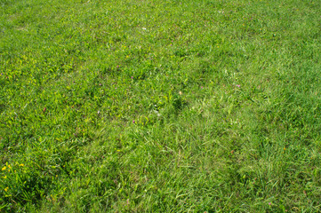Green grass in a sunny park. Bright contrasting lawn.