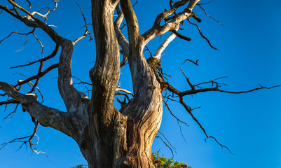Fototapeta na wymiar dry tree against blue sky
