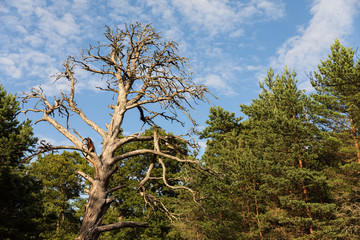 dry tree against blue sky