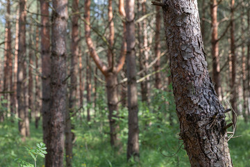 Pine trees in the forest