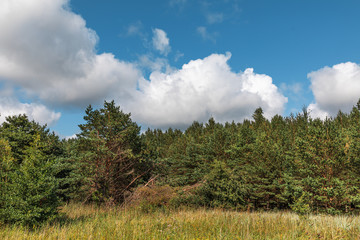 Pine trees in the forest