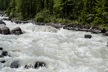 Stormy riverbed strewn with huge stones. Coniferous trees grass and shrubs grow on the shore. Rocky bottom. A strong stream of mountain ice water. The nature of the Altai Mountains.