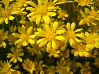 Yellow flower background, flower wallpaper, beautiful natural and real flowers