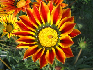 A beautiful Gazania flower in red and yellow shades, small lady bug sitting on gazania flower, pollination
