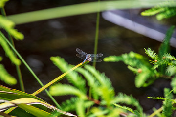 A single slender Slaty Skimmer Dragonfly rests on the tip of a palm frond leaf above captured water deep in the marsh