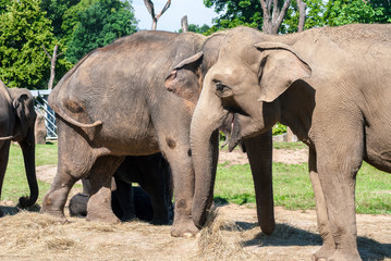 Fototapeta premium elephant in zoo