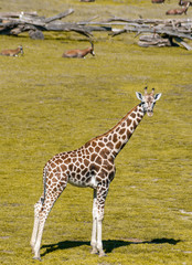 giraffe in zoo