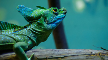 Lizard on wood