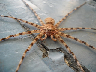 A giant adult spider, dangerous, big 