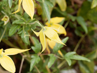 (Clematis tangutica) Clématites tangoutes dorée jaune doré
