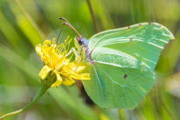 The macro shot of the beautiful green butterfly on the little yellow flower in the warm sunny summer weather