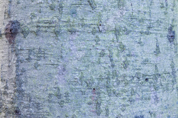The macro or closeup shot of the poplar bark trunk texture or background
