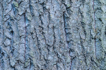 The macro or closeup shot of the elm bark trunk texture or background