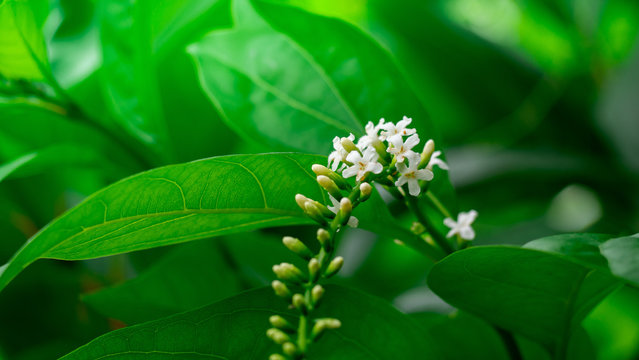 Florida fiddlewood is called Bu Gna Sa Ri in Thai