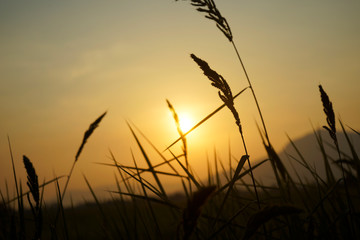 Grass flowers during the golden sunset in evening time.