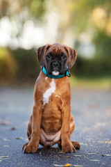 red german boxer puppy sitting outdoord