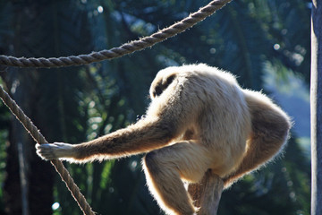 Naklejka premium Weisshandgibbon