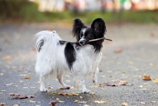 papillon dog holding a stick in mouth