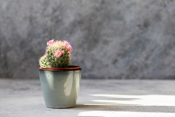 Blooming cactus in a pot, a home plant. Fashion trend in design.