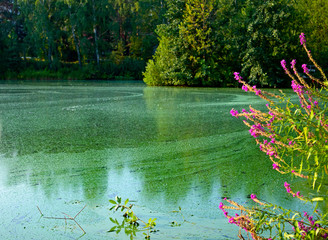 Water landscape with blue-green algae surface. Natural view of lake, swamp or river with blooming...