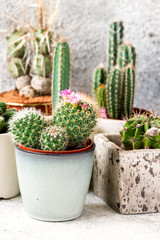 Collection of various cactus and succulent plants in different pots. Potted cactus house plants . Fashion trend in design.