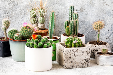 Collection of various cactus and succulent plants in different pots. Potted cactus house plants ....