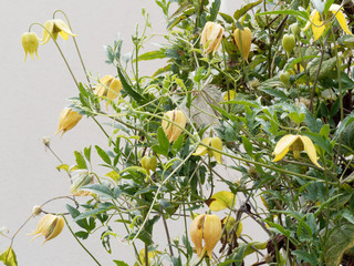 Clematis Tangutica Photos Royalty Free Images Graphics
