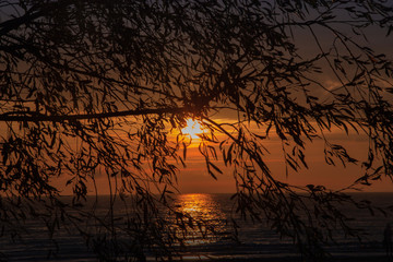 Naklejka premium The orange sunset through the willow leaves on the bank of the bay