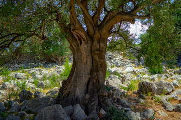olive tree