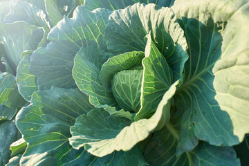 Close up green cabbage at organic garden with warm sunlight.