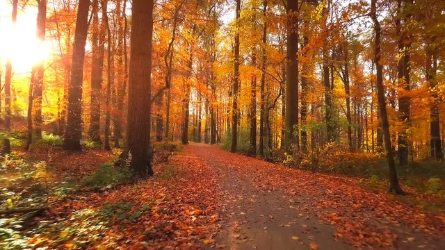Hiking in autumn forest with falling leaves, 4k. Nature background
