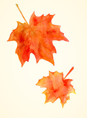 Fototapeta premium Watercolor maple leaves