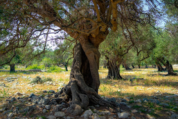 olive tree