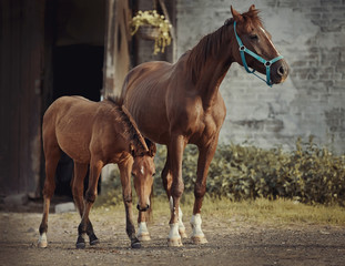 Red foal a white star on his forehead and a red mare