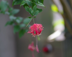 フウリンブッソウゲ