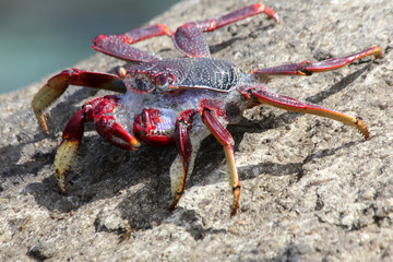 rote Klippenkrabbe