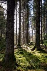 Sunlight through trees in Hafren Forest