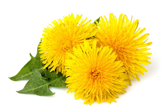 Dandelions flowers with dandelion leaf isolated.